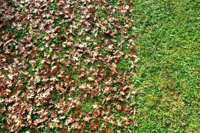 Clearing Lawn of Fallen Leaves