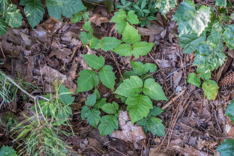 Poison Ivy Removal in Honolulu, HI