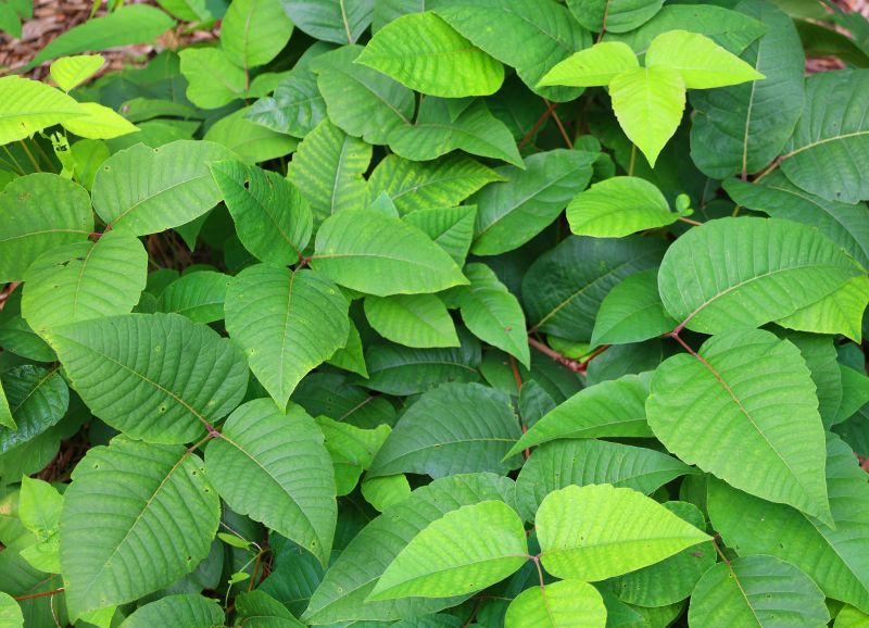 Poison Oak Removal in West Chester, PA
